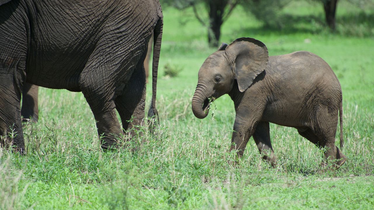 02_elephant skin
