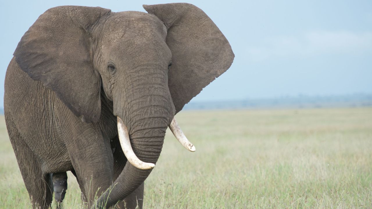 04_elephant skin