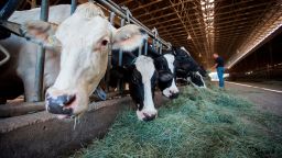 Second-generation dairy farmer David Janssens feeds his dairy cows at Nicomekl Farms, in Surrey, B.C., on Thursday August 30, 2018. 