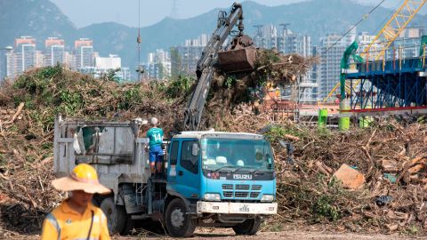 Thousands of felled trees have been brought to Kai Tak, the former airport that sits along Hong Kong's famed Victoria Harbor.