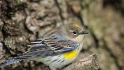 1-Yellow-rumped warbler
