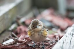 A yellow-rumped warbler.