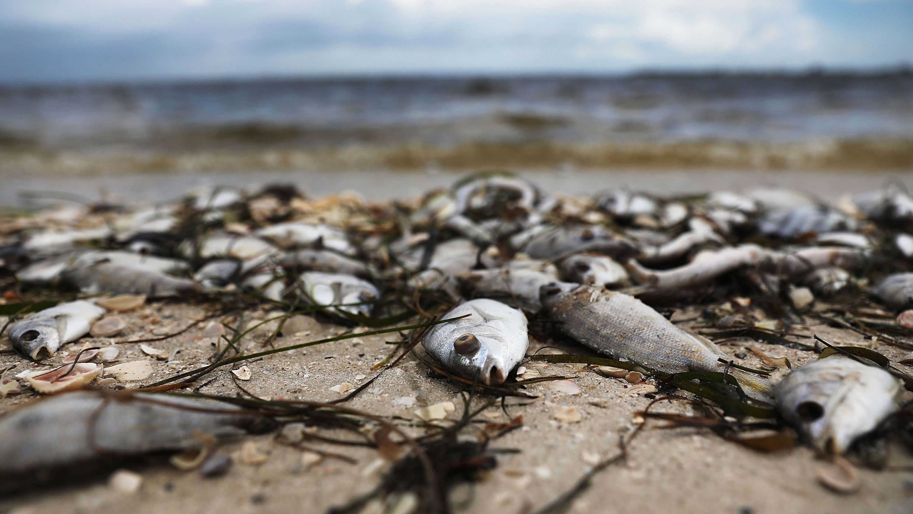 Red tide is back off the coast of Florida. Residents aren't sure how much  more they can take