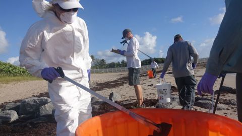 Palm Beach County workers pick up dead fish Thursday in Ocean Ridge, Florida. 