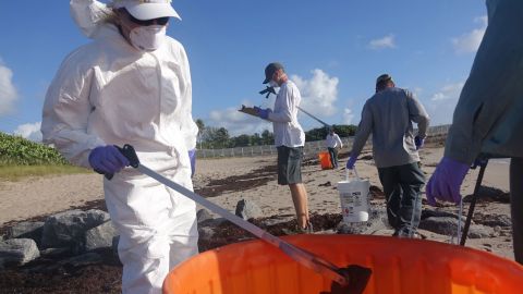 Palm Beach County workers pick up dead fish Thursday in Ocean Ridge, Florida.