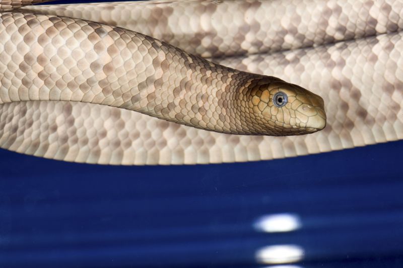 Sea Snake Bite Leads To Death Of UK Man On Australian Fishing Trawler | CNN