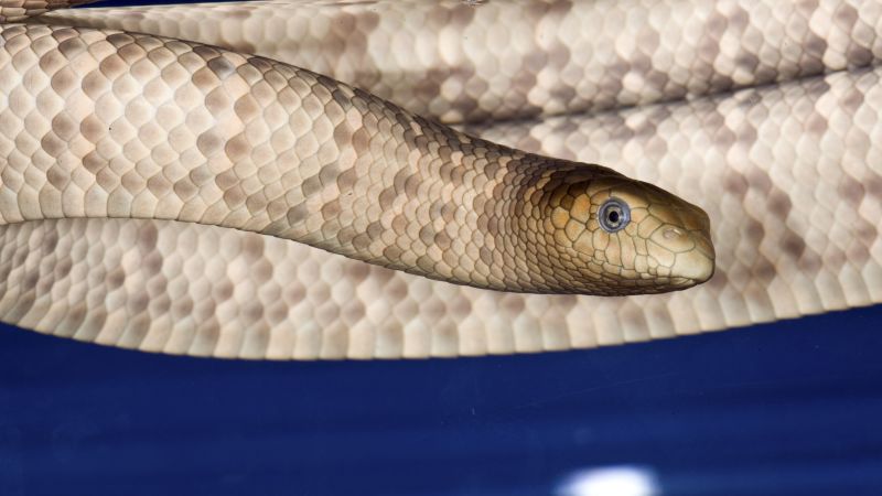 Sea snake bite leads to death of UK man on Australian fishing trawler | CNN