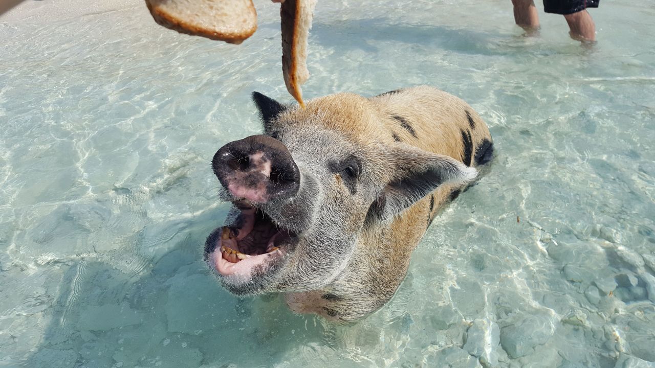 As the Exumas became a playground for the rich and famous in the 1980s and 1990s, locals who had their pigs in pens at home relocated the smelly, messy animals to a more secluded spot.