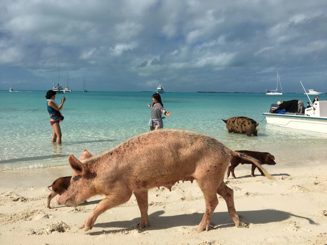 Peter Nicholson, partner and director of GIV Bahamas, decided in 2013 to market the Exumas using the pigs.