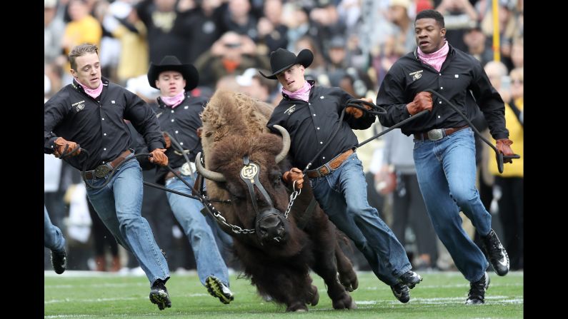 Ralphie the Buffalo is brought on the field before the Colorado Buffaloes play the Arizona State Sun Devils at Folsom Field on October 6, 2018 in Boulder, Colorado.