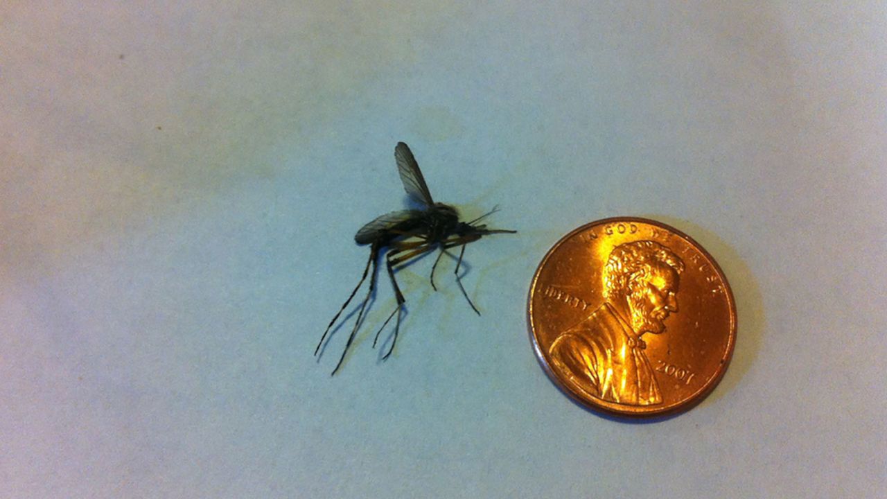 A gallinipper compared with a penny.