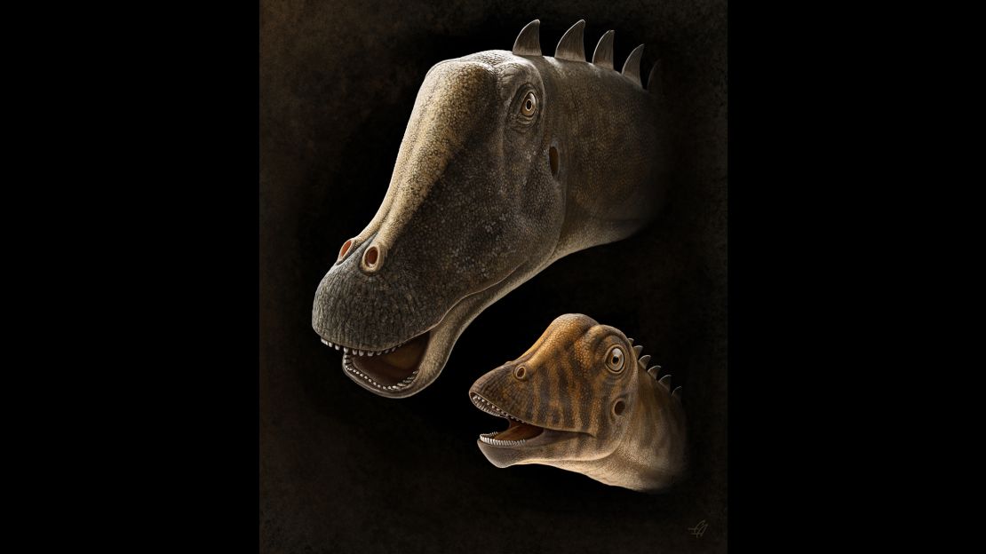 A reconstruction of Andrew next to an adult.