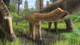  Reconstruction of the young Diplodocus "Andrew" in its environment. The teeth of "Andrew" were different from those of adult Diplodocus, indicating that "Andrew" fed on a wider variety of plant types. Young sauropods like "Andrew" may have also lived in more forested environments for food and protection