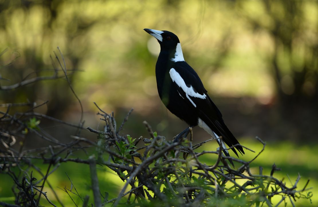 A magpie sitting on a hedge in Sydney in 2014.