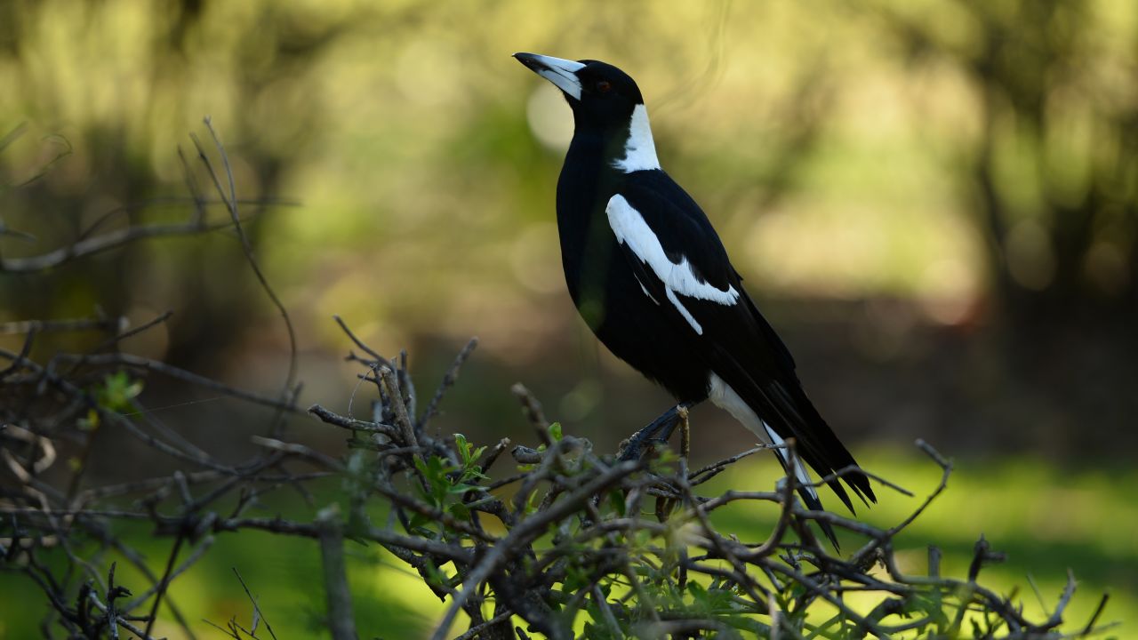 A magpie sitting on a hedge in Sydney in 2014.