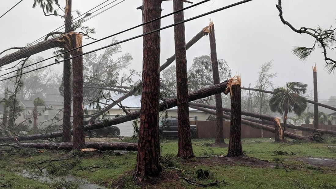 Pine trees litter a yard in Port St. Joe.