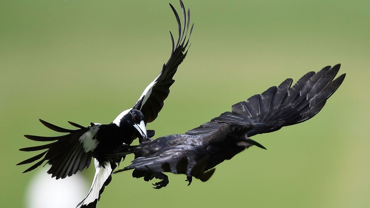 A magpie attacks a crow in flight during day 3 of the four day tour match between Cricket Australia XI and England in Australia on November 17, 2017.