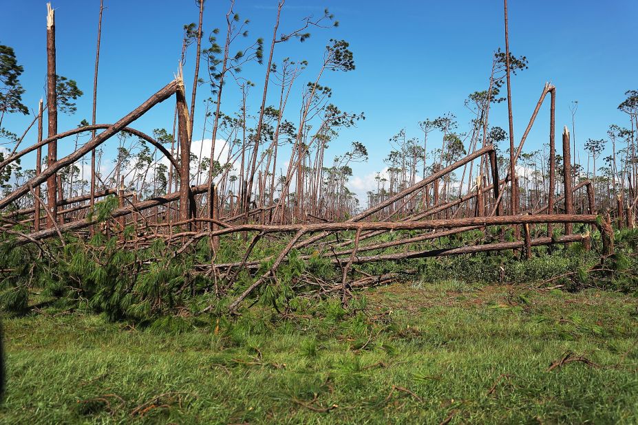 Trees snapped by Michael's winds are seen in Mexico Beach on October 11.