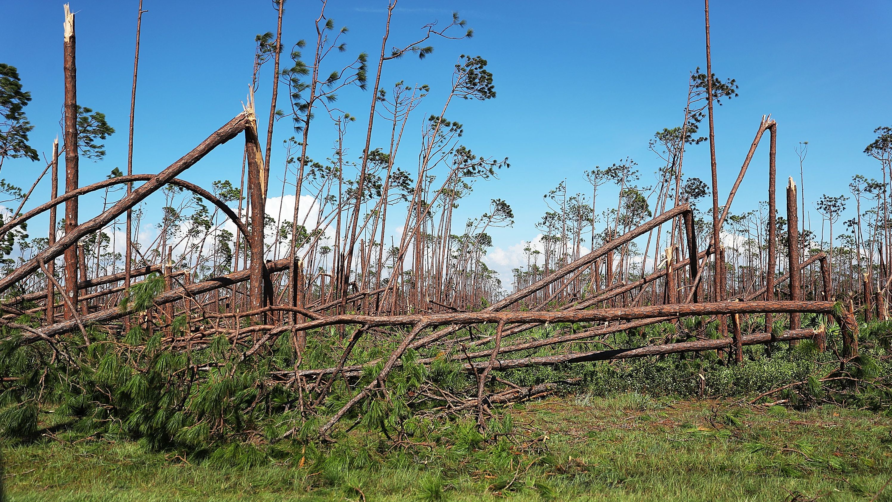 Trees snapped by Michael's winds are seen in Mexico Beach on October 11. 
