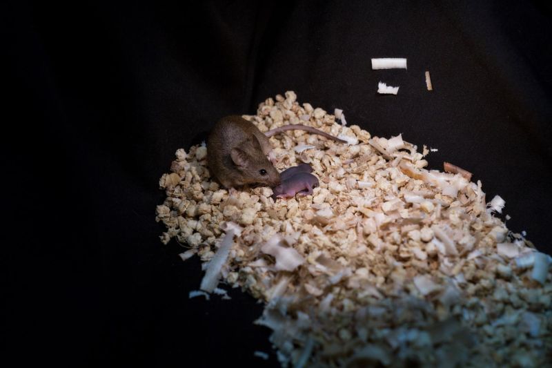 Scientists in China breed mice from two females CNN