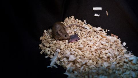 This image shows a healthy adult bimaternal mouse who was born to two mothers with offspring of her own.