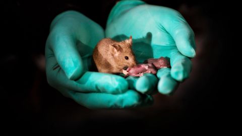 This image shows a healthy adult mouse born to two mothers with offspring of her own.