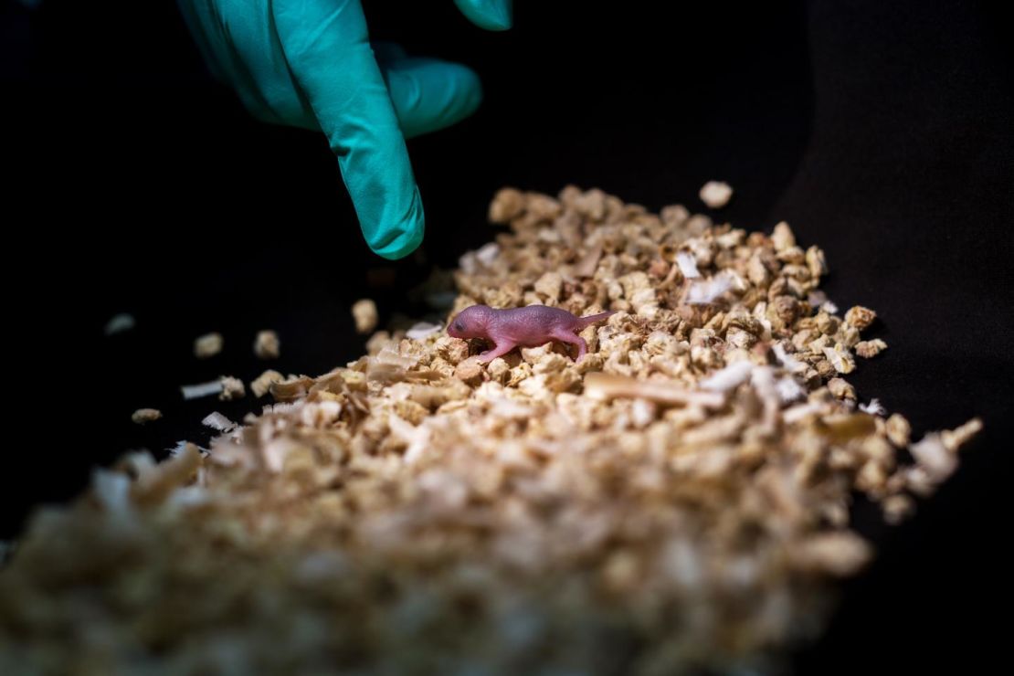 This image shows a bipaternal mouse pup born to two fathers.