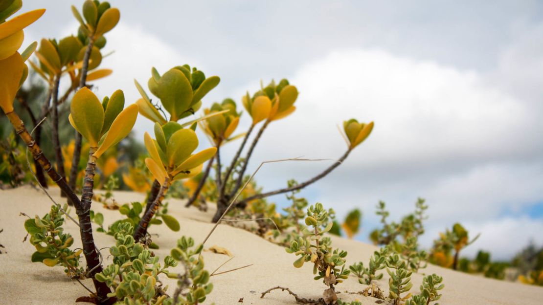 Residents say Paradise offers a "profound connection with nature."