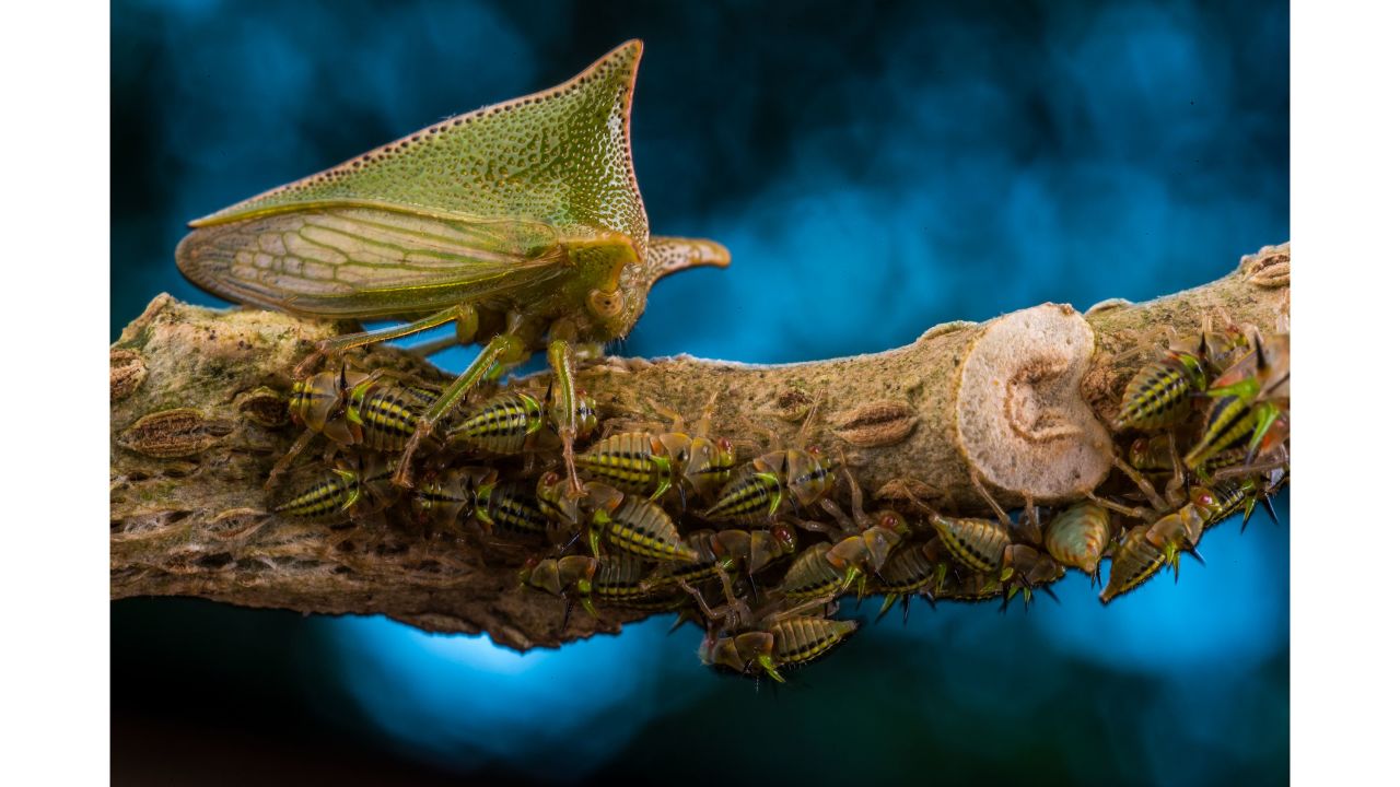 Category: Portfolio Award. A large Alchisme treehopper guards her family as they feed on the stem of a nightshade plant in El Jardín de los Sueños reserve, Ecuador.
