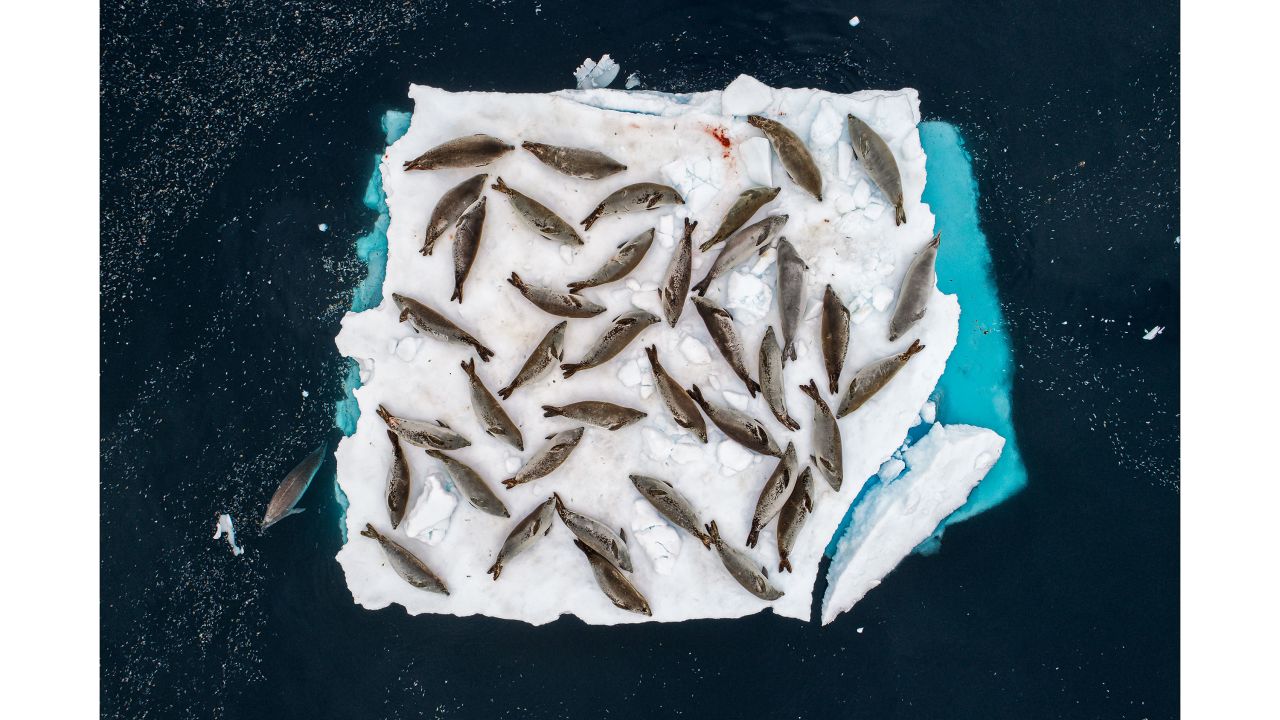 Category: Animals in their environment. Crabeater seals rest on a small chunk of sea ice, in late summer at the tip of the Antarctic Peninsula.