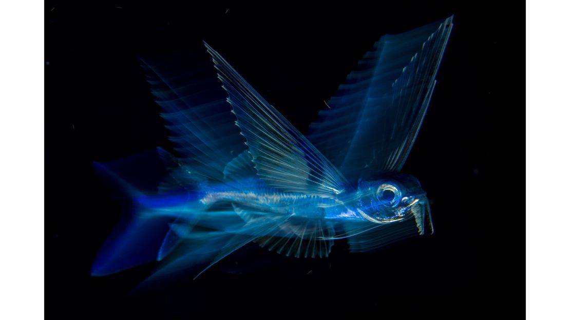 Category: Under Water. A flying fish captured in midair off Florida's Palm Beach. These fish sprint away from hunters such as tuna and mackerel, building up enough power in their forked tails to leap from the water and through the air.