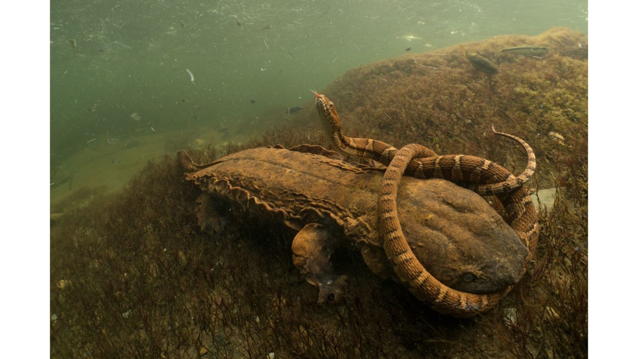 Category: Amphibians and Reptiles. US photographer David Herasimtschuk captured the hellbender, North America's largest aquatic salamander, wrestling with its prey in Tennessee's Tellico River.