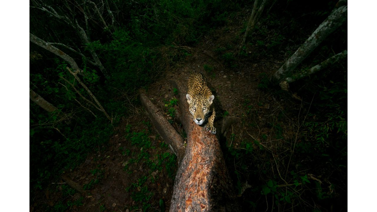 Category: Photojournalist Award for a Story. A male jaguar sharpens his claws and scratches his signature into a tree on the edge of his mountain territory in the Sierra de Vallejo, Mexico.