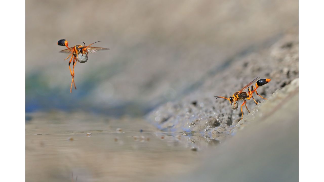 Category: Invertebrates. Two mud-dauber wasps dig up soft mud to create egg chambers to add to their nests in Western Australia.