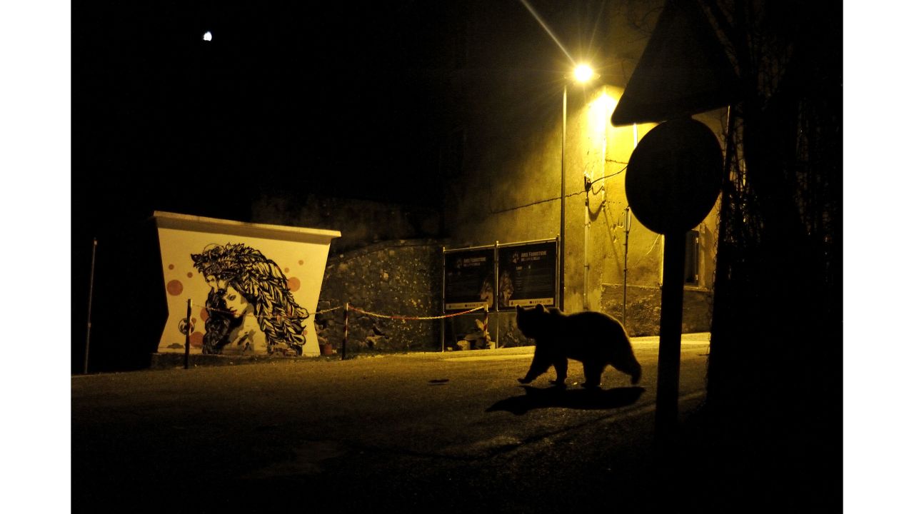 Category: Urban Wildlife. One of just 50 remaining Marsican brown bears wanders through a village in the Abruzzo region of Italy in search of food.