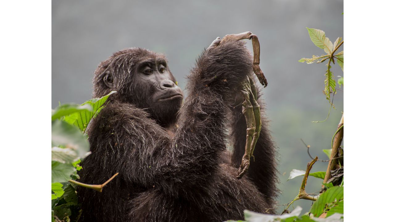 Category: Mammals. A young mountain gorilla in Uganda's Bwindi Impenetrable Forest mourns over the corpse of her baby. Guides told photographer Ricardo Núñez Montero that the baby had probably died from the cold soon after being born.