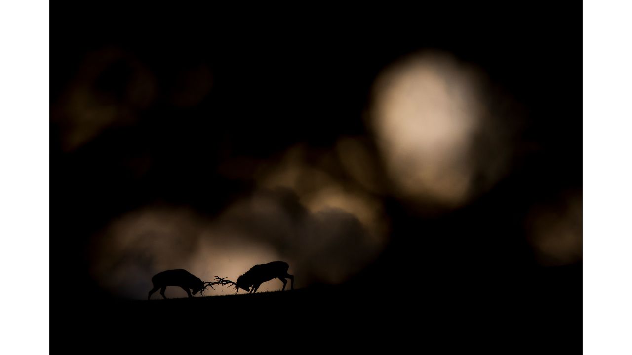 Category: Rising Star Portfolio Award. Two deer stags duel for the right to mate with a female in the Ardennes forest in Belgium.