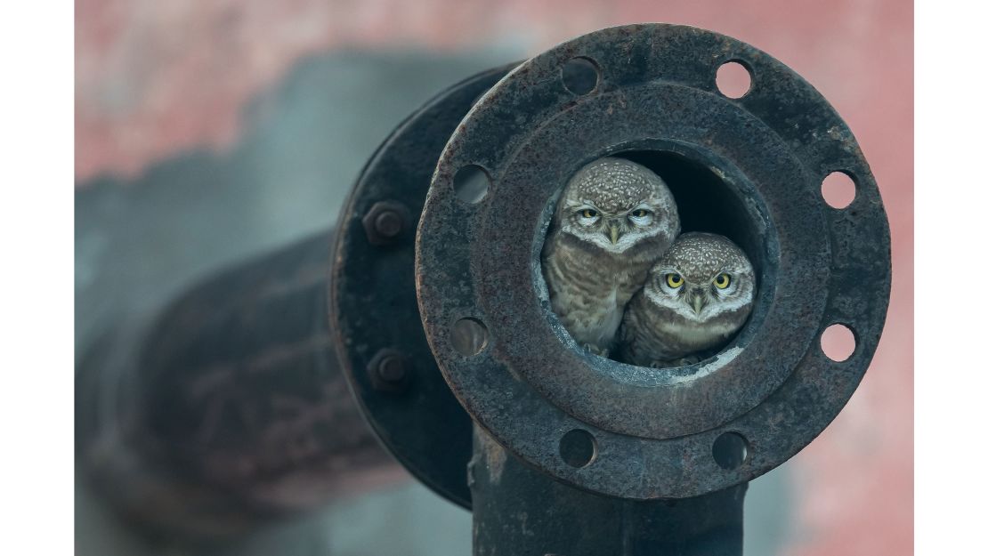 Category: 10 Years and Under. Arshdeep Singh was driving through the Indian state of Punjab with his father when he snapped two spotted owlets from the window of the car.