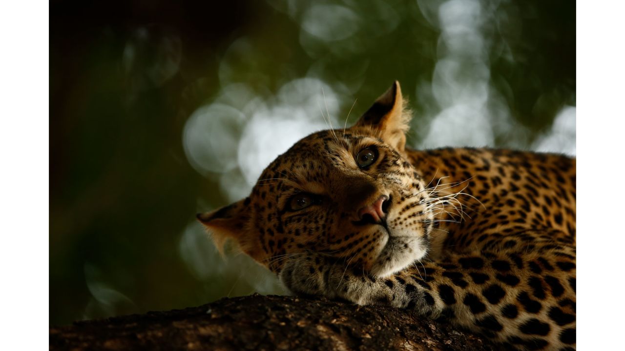 Category: 15-17 Years Old. This shot of a leopard waking up from a slumber in Botswana won 16-year-old Skye Meaker the Young Wildlife Photographer of the Year award.