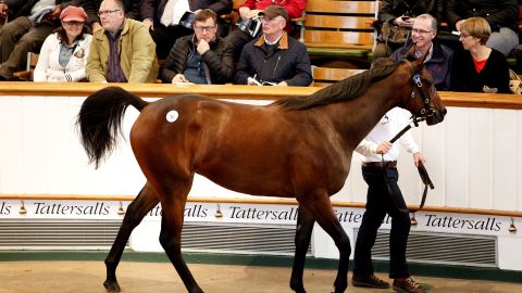 Lot 30, a bay filly by Galileo sells for 1,300,000 guineas to John Magnier during the Tattersalls auction sales in October 2015 in Newmarket.