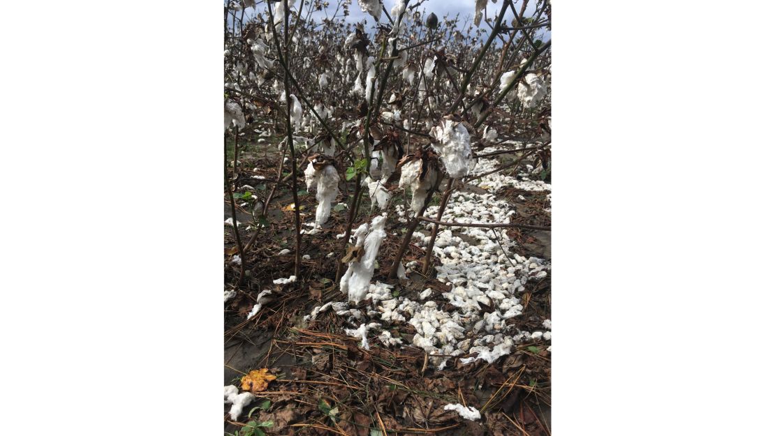 The Windhausens' cotton crop was blown to the ground by Hurricane Michael.