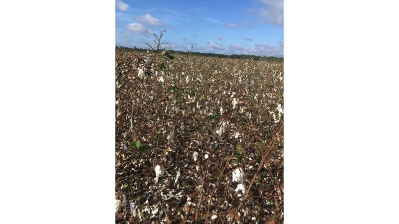 Georgia Suffers Huge Crops Losses After Hurricane Michael | CNN