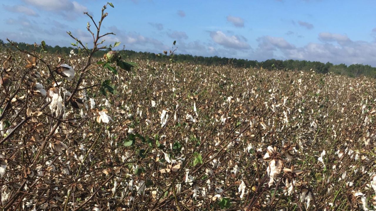 Hurricane Michael's winds were so strong they ripped the leaves and cotton off plants on the Windhausen farm.