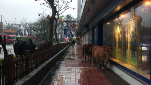 Cows are seen roaming the streets and sidewalks in the aftermath of Typhoon Mangkhut.