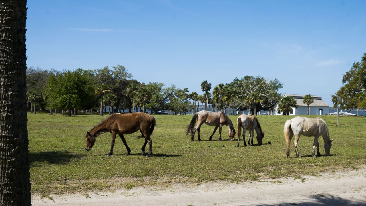 Feral horses on Cumberland Island