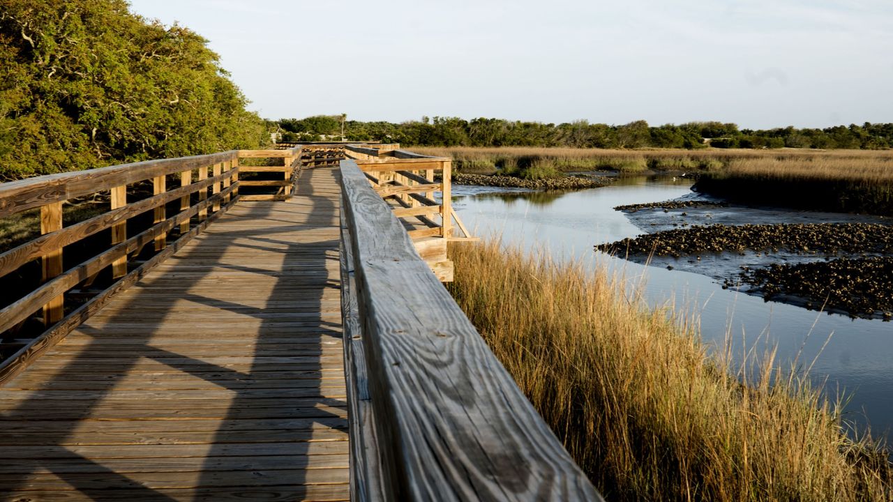 <strong>Exploring the marsh. </strong>The island has more than 9,000 acres of salt marcs, and day visitors can cross Dungeness Marsh Boardwalk to spot oysters and other animals and plants. 
