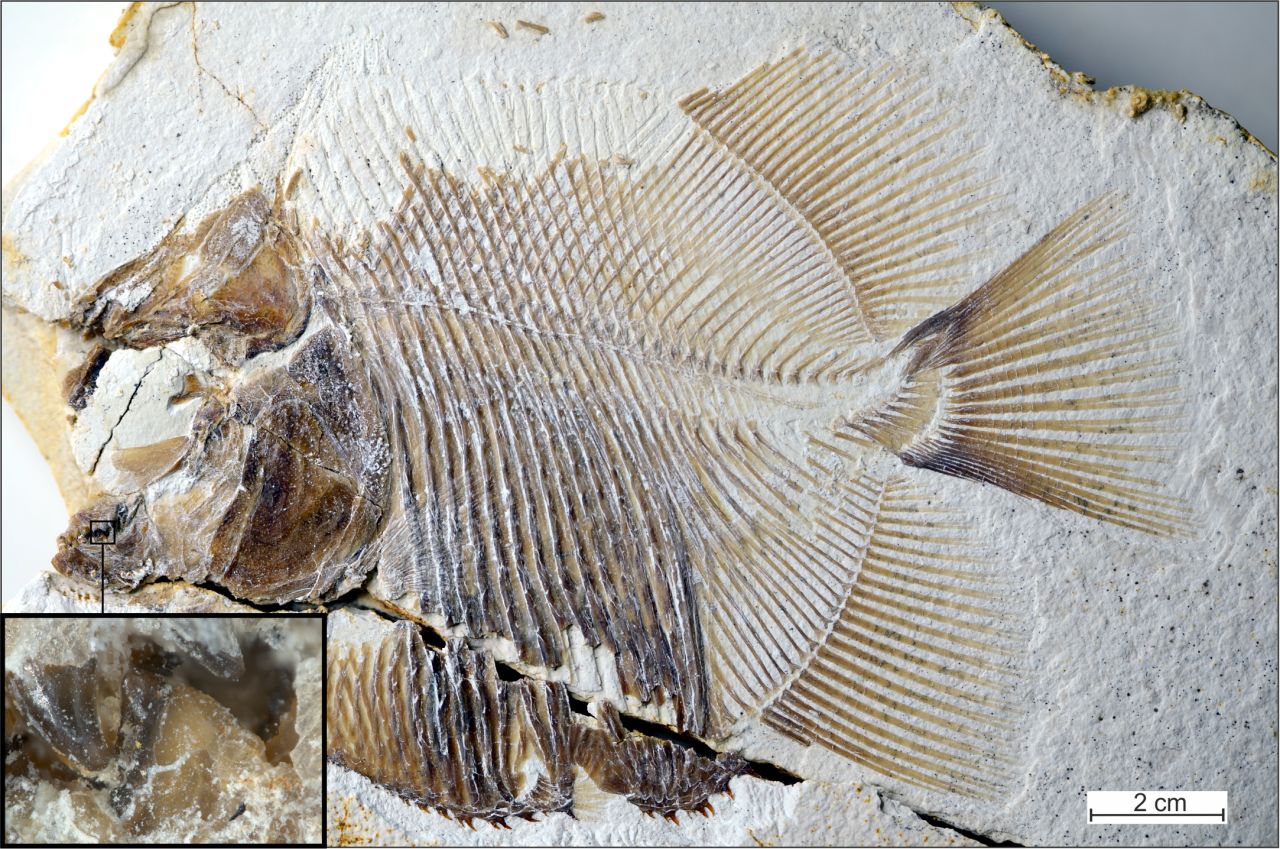 This fossil represents a new piranha-like fish from the Jurassic period with sharp, pointed teeth. It probably fed on the fins of other fishes. 