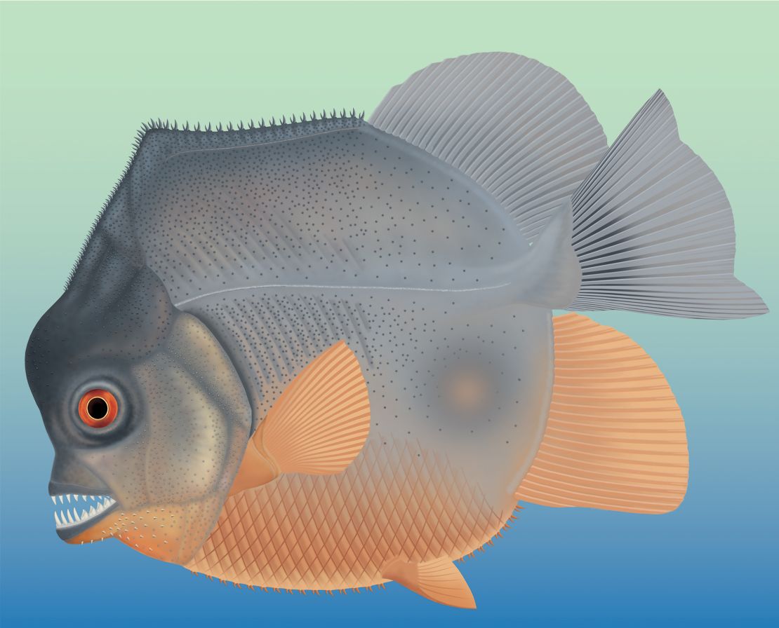 An artist's illustration of the fish.