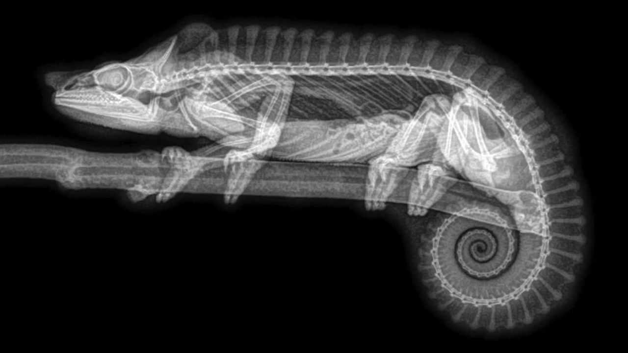 X-rays provide creepy new views of zoo animals