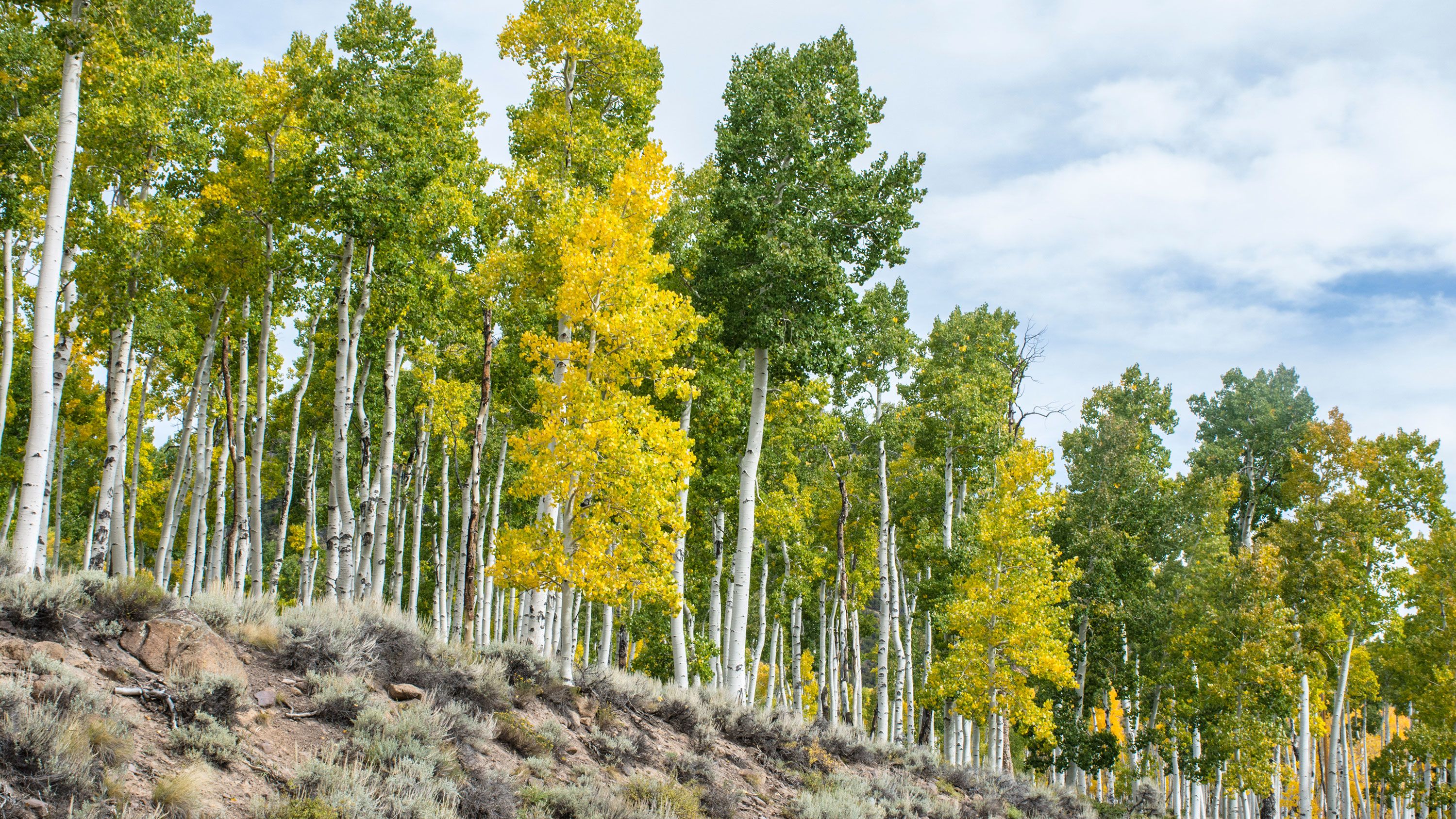The Pando aspen clone, the world's largest organism, is a sprawling tribe of aspens in Utah.